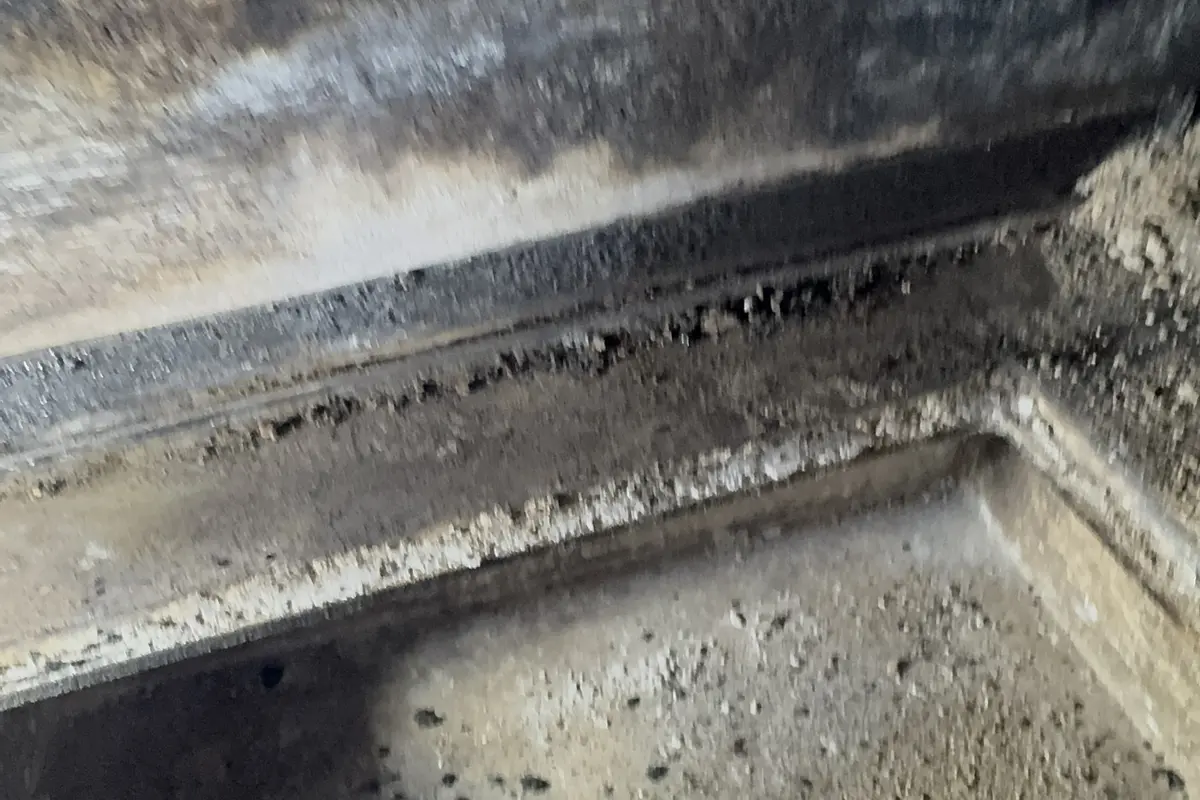 Austin Wildlife and Your Chimney - Air Central chimney service in Austin TX