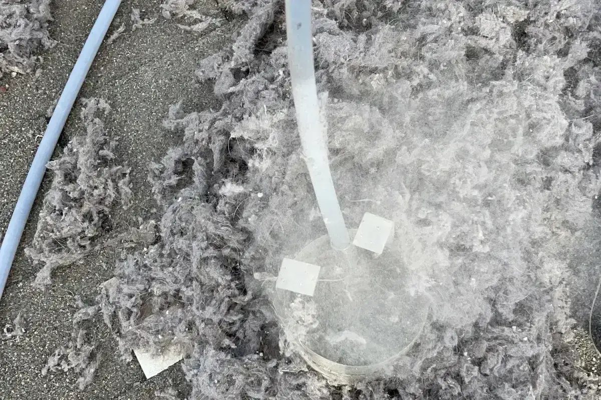 Bird and Pest Nesting in Roof Vent Caps - Air Central dryer vent service in Austin TX