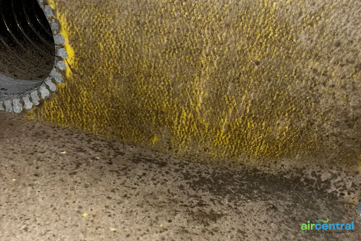 Why Austin Air Handlers Are Especially Prone to Mold - Air Central indoor air quality service in Austin TX