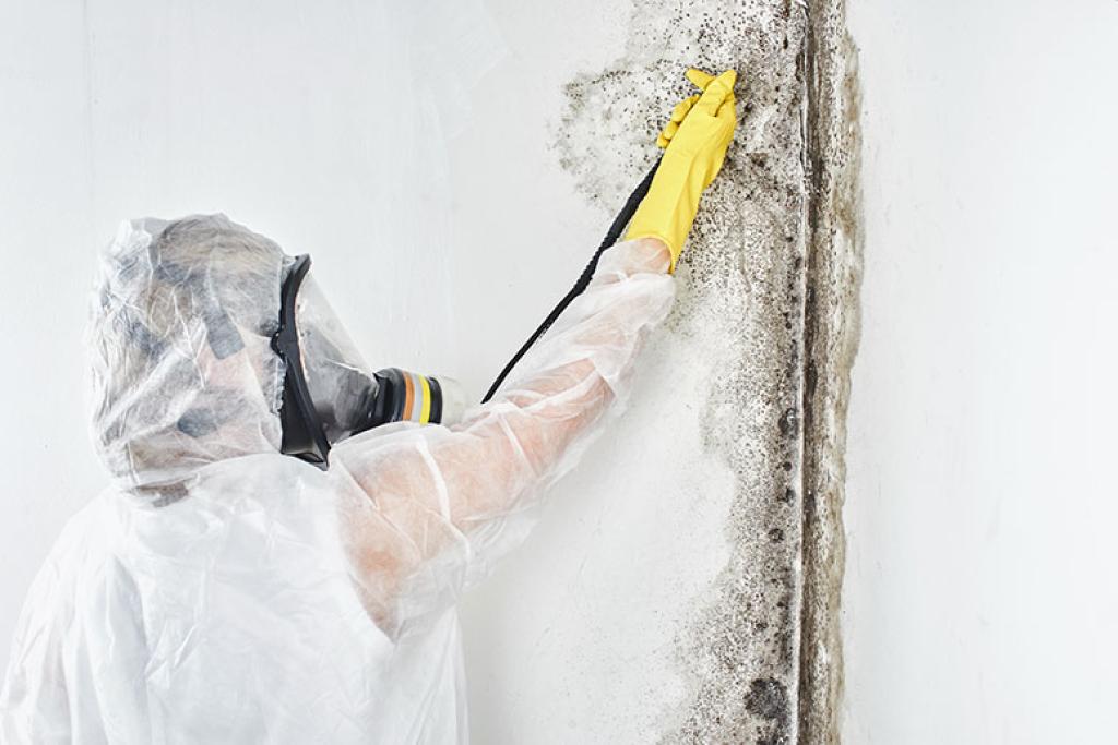 Mold removal austin