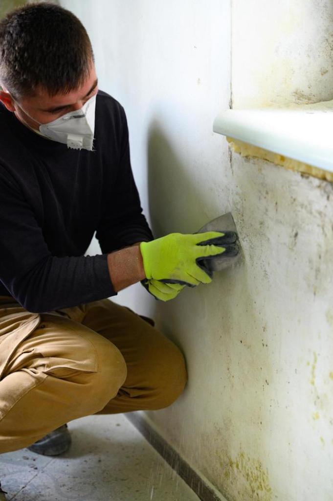 Mold removal austin